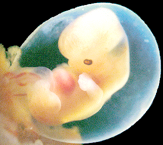 Embryo