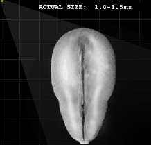 Trilamina embryo